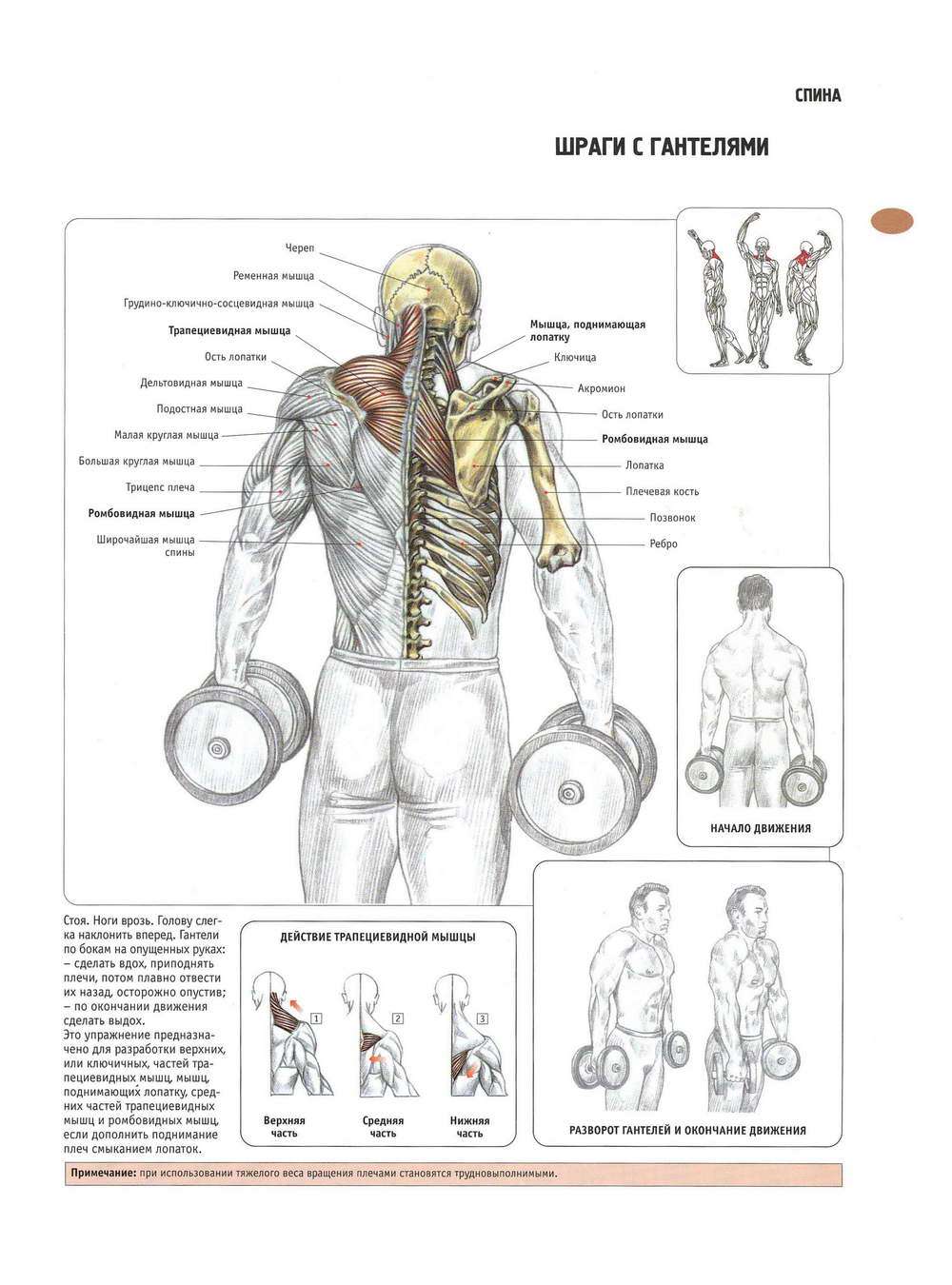Шраги с гантелями: техника выполнения упражнения