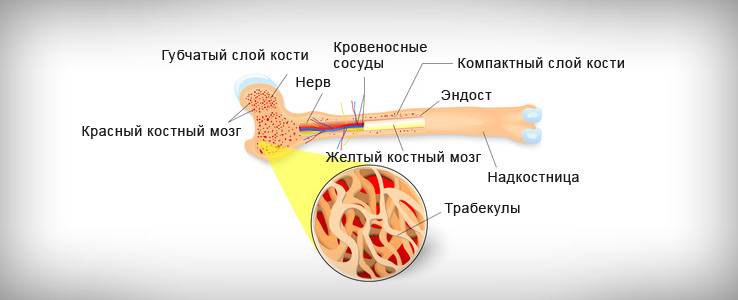 Что будет если есть костный мозг. Желтый костный мозг строение. Красный и желтый костный мозг. Строение кости желтый костный мозг. Желтый костный мозг в кости.