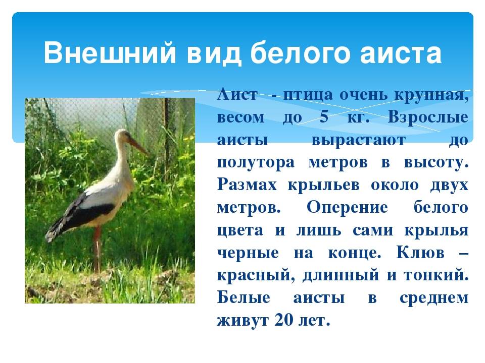 Аист у многих народов считается птицей. Аист для презентации. Доклад про аиста. Интересные факты о аистах. Аист краткое описание.