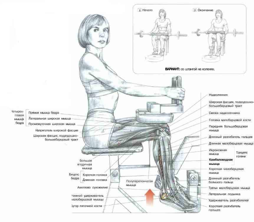 Подъемы на носки стоя и сидя