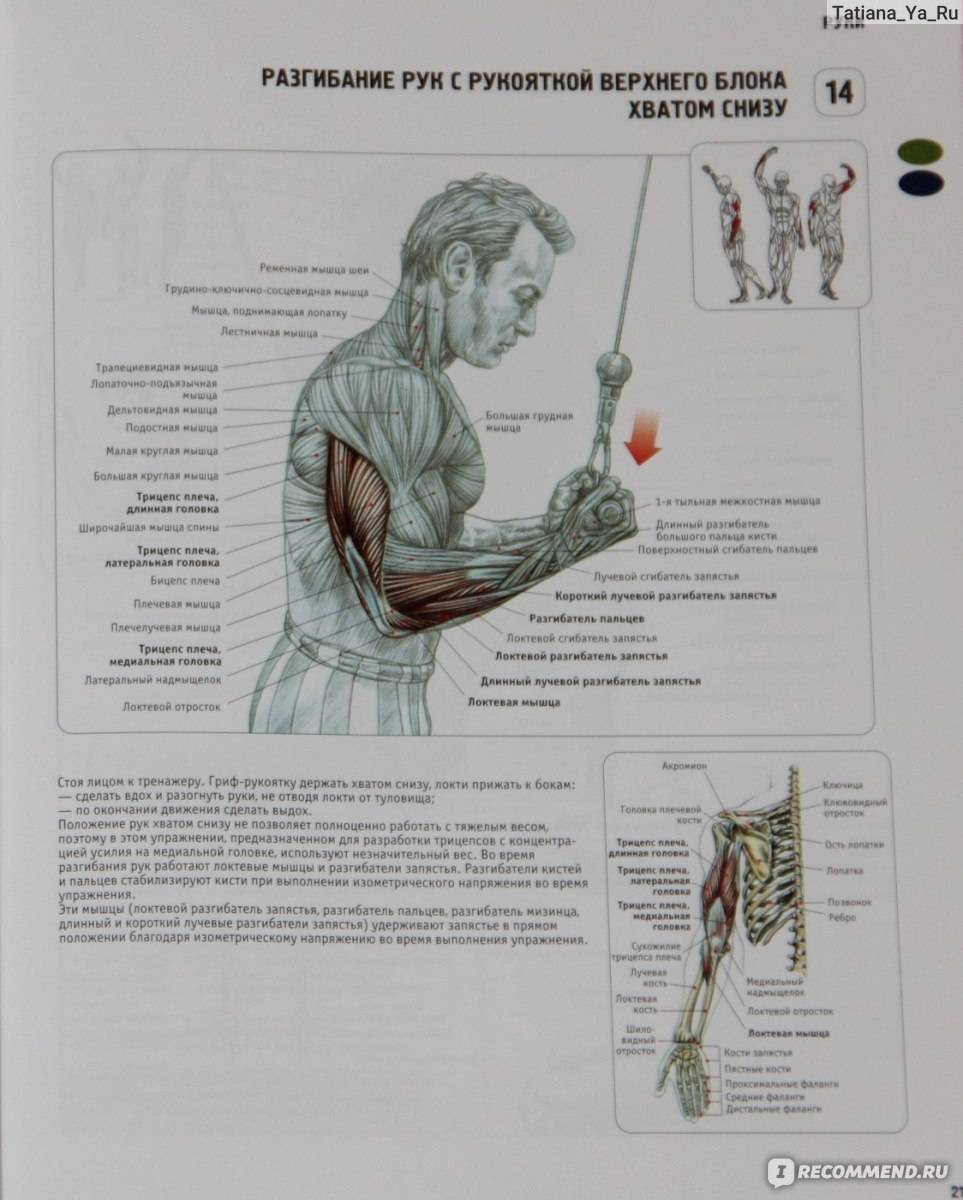 Разгибания рук на блоке: техника выполнения, ошибки