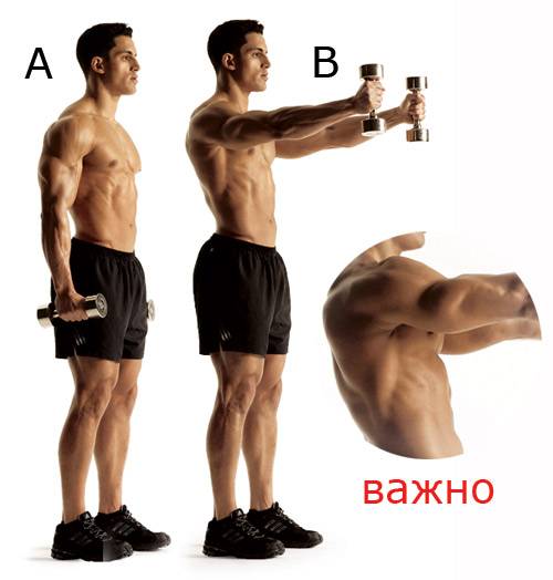 Жим гантелей стоя на плечи: техника выполнения