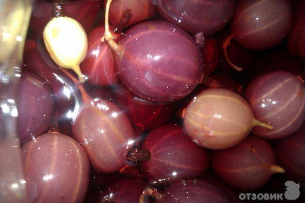 Вино из крыжовника: 7 рецептов в домашних условиях