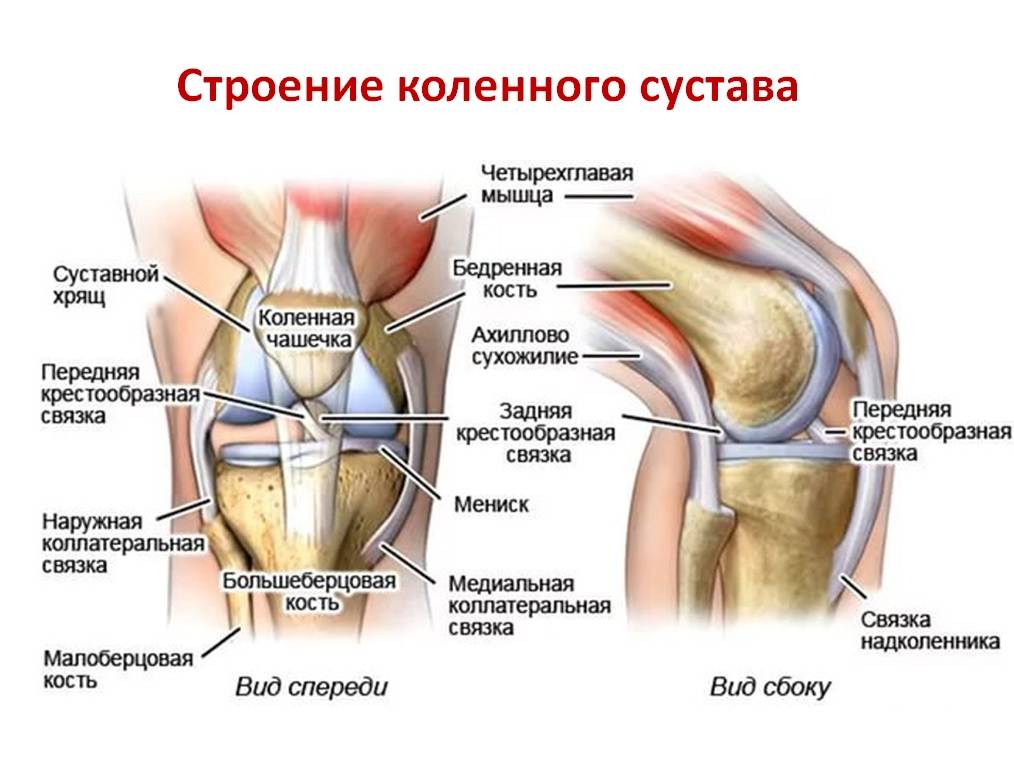 После бега болят колени что делать. Строение колена связки. Связочный аппарат коленного сустава анатомия. Строение коленного сустава и связок. Связки коленного сустава анатомия.