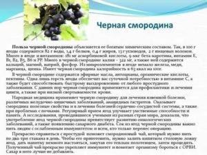 Черная смородина: полезные свойства и противопоказания