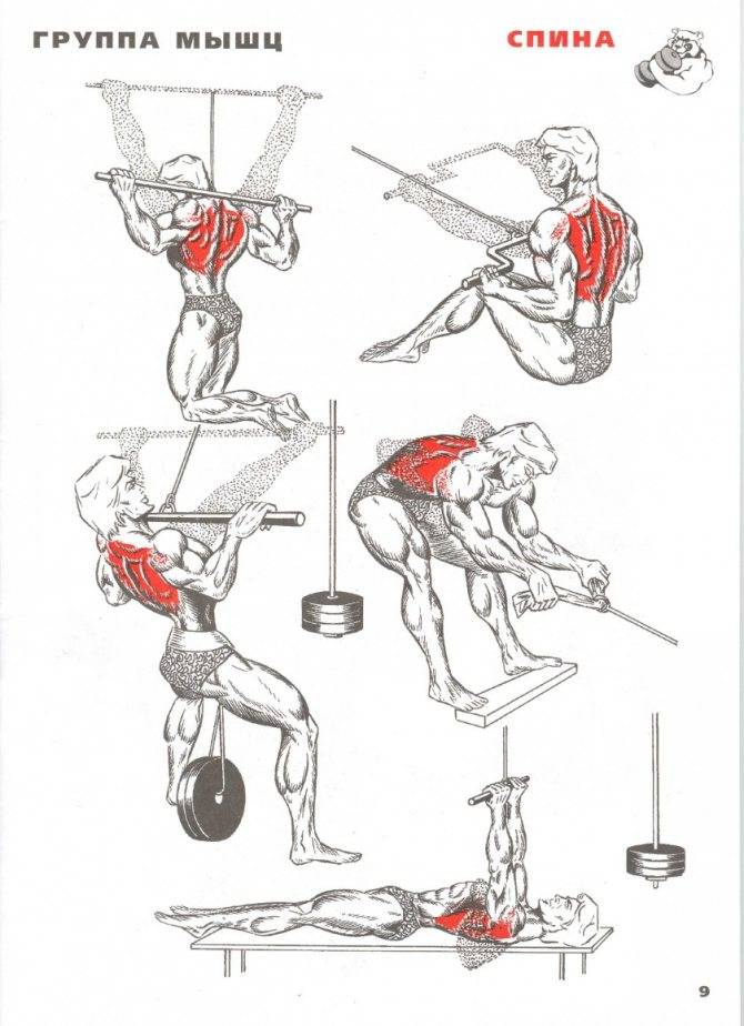 Как накачать крылья дома: быстро и без железа