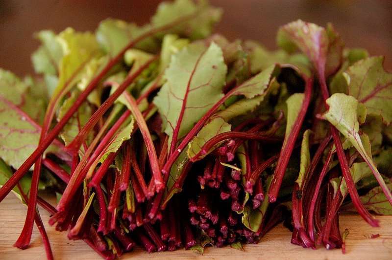 Листовая свекла мангольд: польза и вред, правила и способы использования