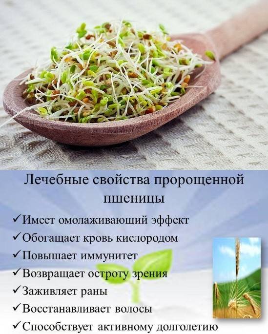 Пророщенная пшеница: польза, вред  и употребление