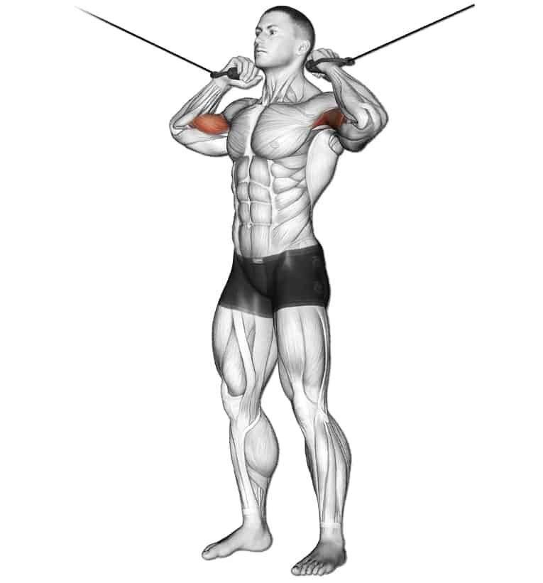 Упражнения на бицепс в тренажерном зале