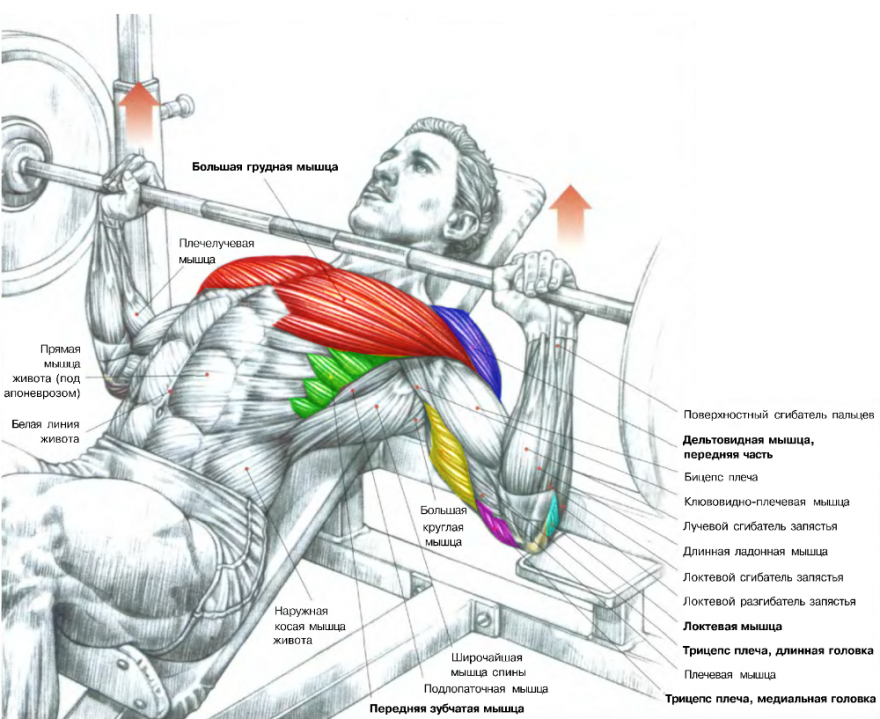 Где можно прокачать. Жим штанги лёжа под углом вверх. Жим лежа мышцы задействованы. Мышцы задействованные при жиме штанги лежа. Жим лёжа на наклонной скамье вверх.