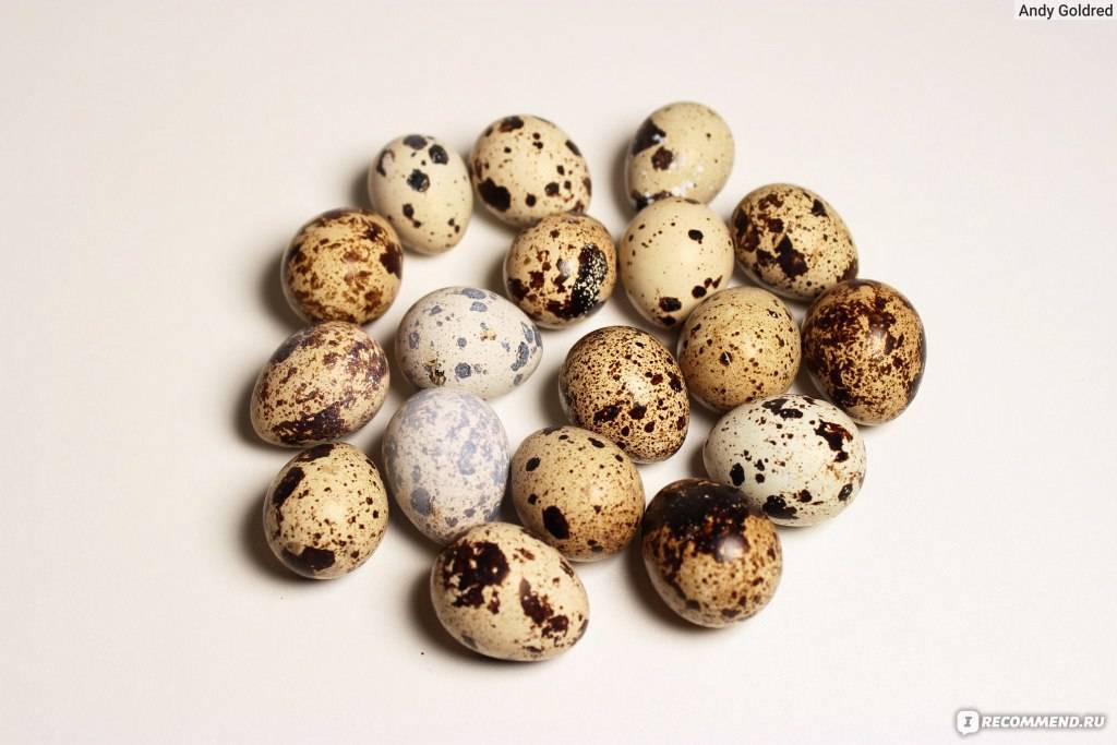 Перепелиные яйца: польза и вред, как употреблять