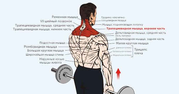 Упражнение шраги с гантелями, со штангой и на брусьях