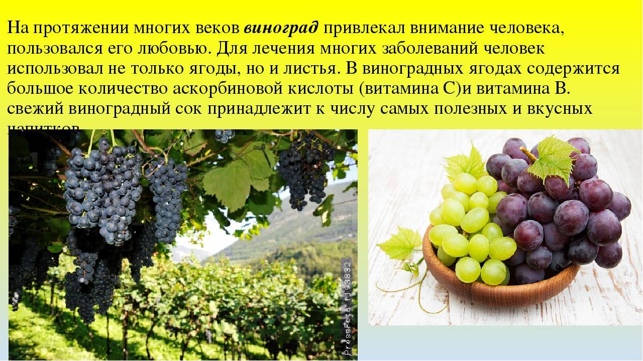 Польза и вред винограда для организма человека, калорийность, состав | zaslonovgrad.ru