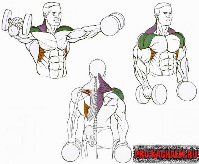 Трапеция упражнения. Трапециевидная мышца упражнения с гантелями. Упражнения на плечи и трапецию. Упражнения на трапецию с гантелями. Упражнения на трапецию в тренажерном.
