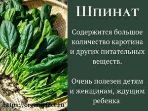 Шпинат и основные нюансы его потребления: в чем польза и плюсы продукта для организма, а в чем — его возможный вред и минусы