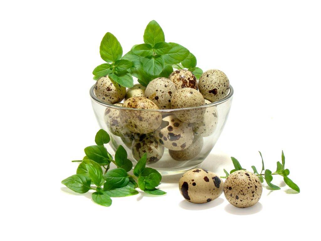 Перепелиные яйца – польза и вред