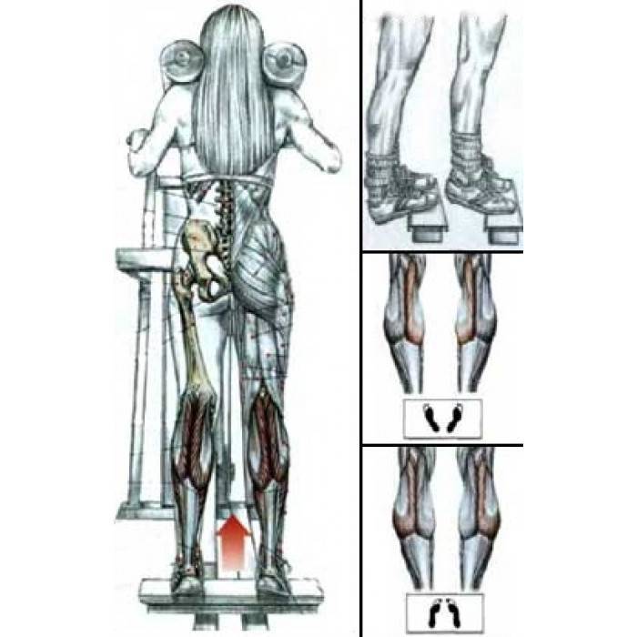 Подъем на носки стоя: техника выполнения упражнения со штангой и гантелями