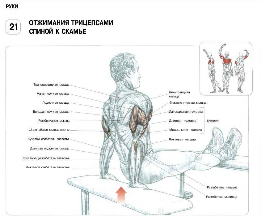 Как накачать пресс: упражнения для пресса в домашних условиях мужчинам