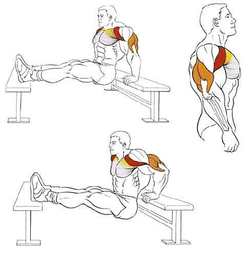 Трицепс и бицепс в один день