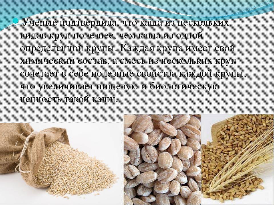 Польза и вред пророщенной ржи для человека