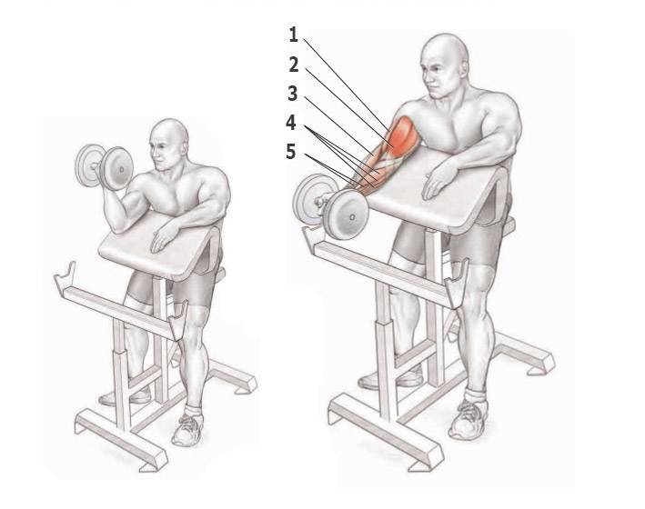 Сгибание рук на скамье скотта: разбираемся развернуто