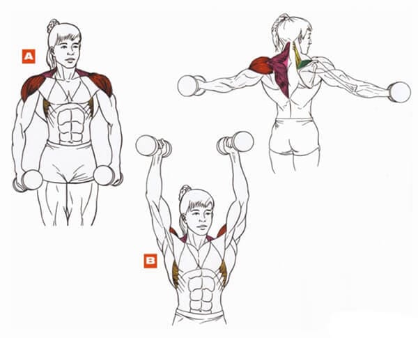 Разведение рук с гантелями стоя