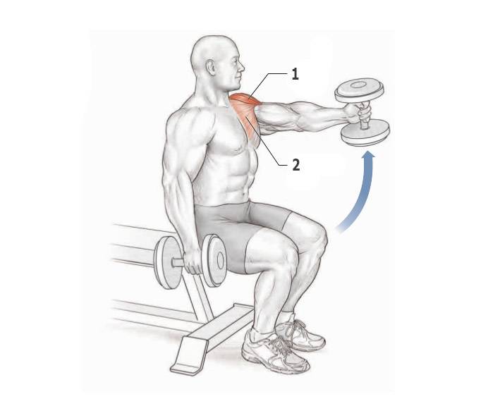 Подъем гантелей перед собой: видео и фото упражнения