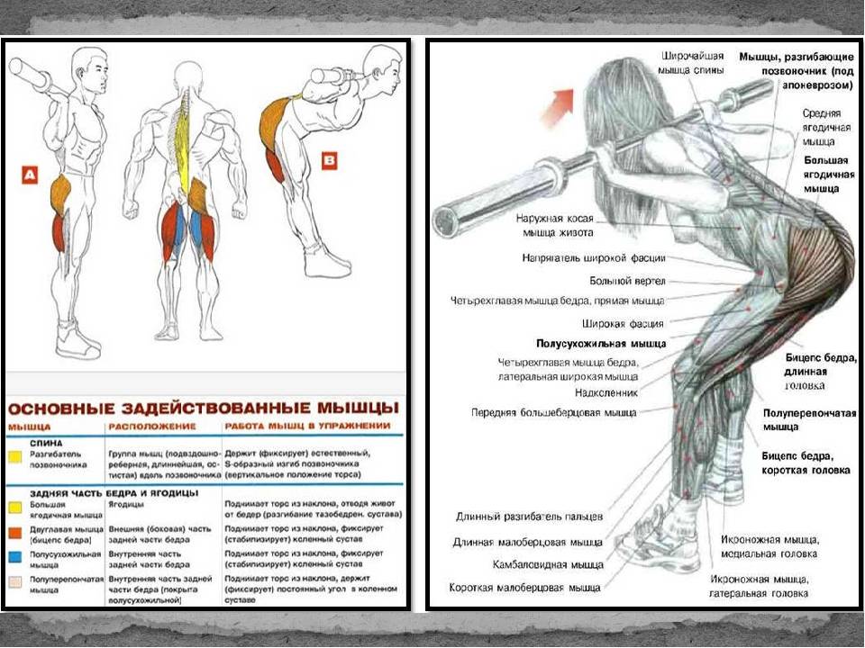 Мышцы участвующие в разгибании бедра