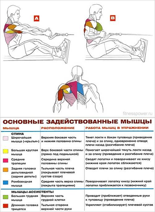 Швунг жимовой: техника выполнения упражнения со штангой