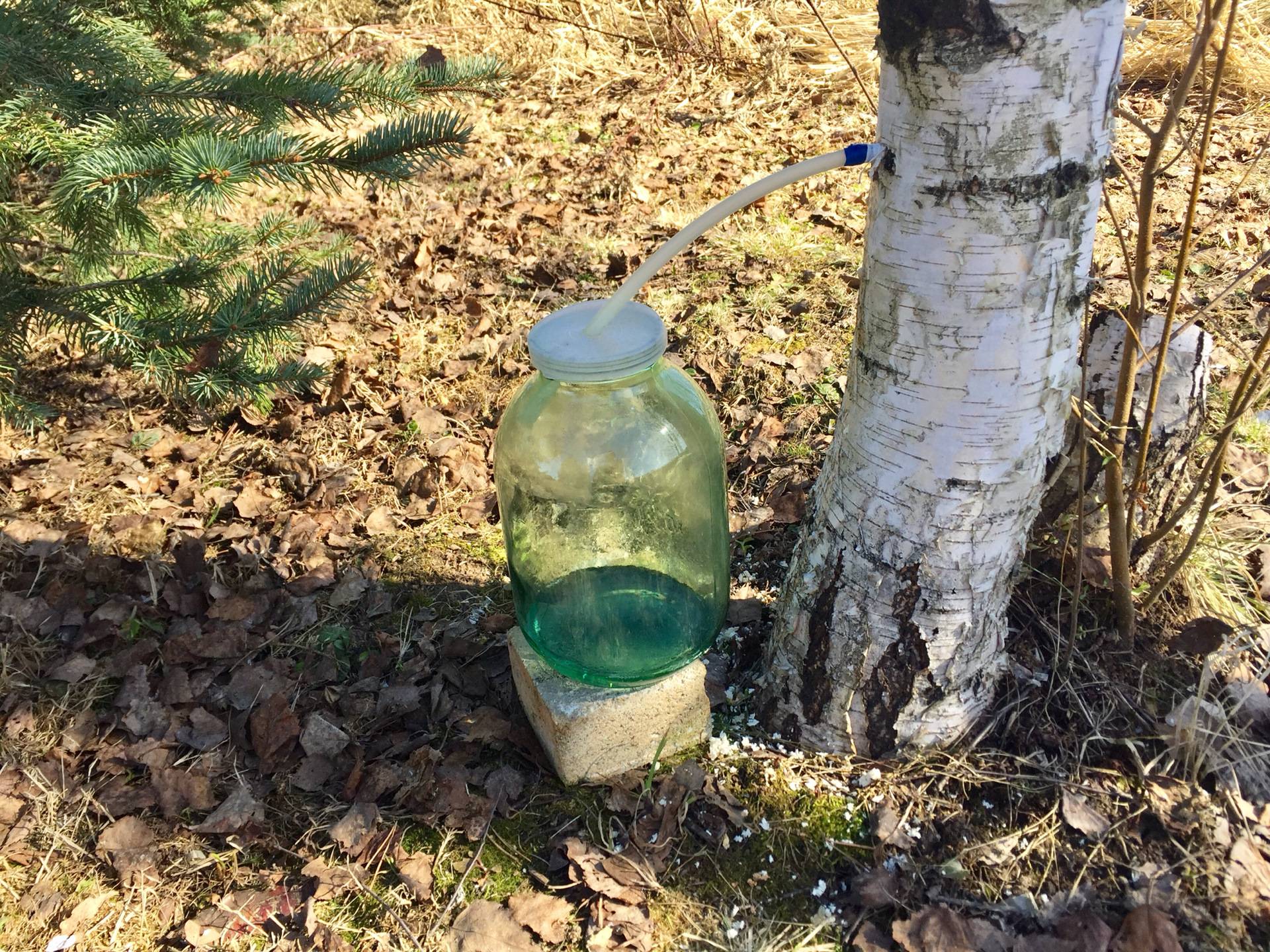 Рецепт вина из березового сока в домашних условиях
