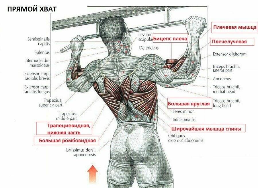 Подтягивания обратным хватом: польза, виды и техника выполнения