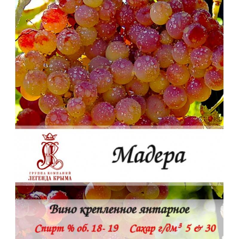 Зеленое вино (верде): что это, особенности, специфика, известные марки + с чем и как пить