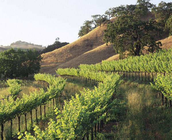 Сухие, красные и белые вина франции - их история и классификация