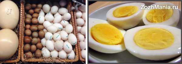 Куриное яйцо: состав и полезные свойства белка и желтка