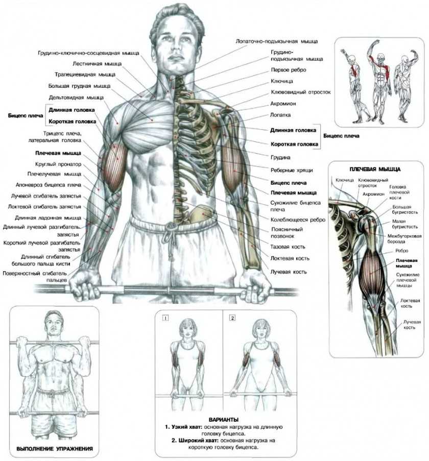 Подъем штанги на бицепс техника