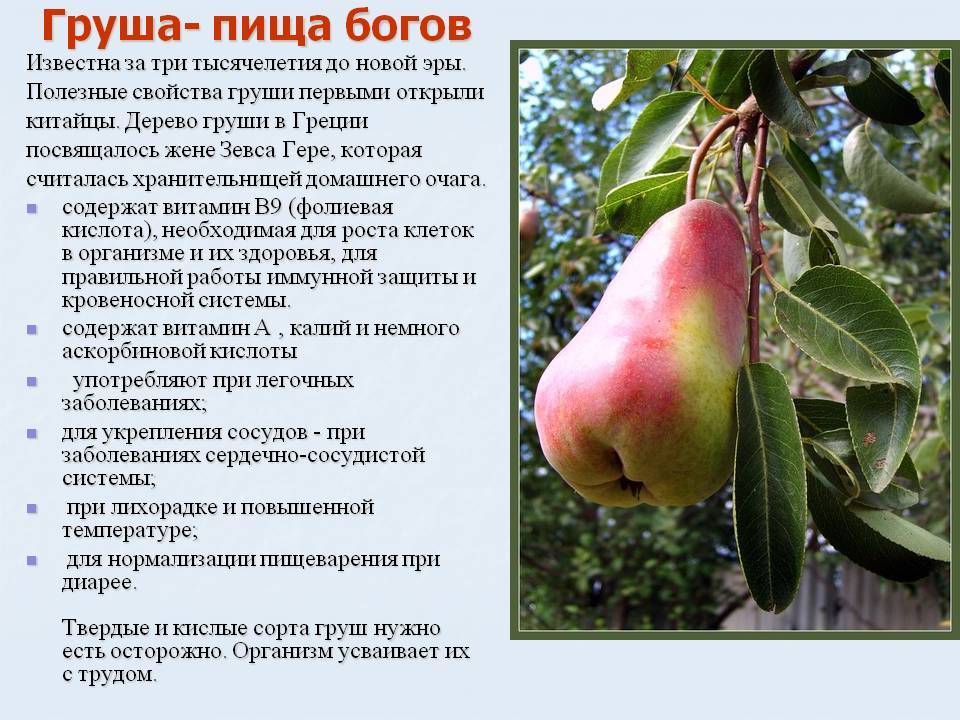 Польза и вред груши для здоровья. лечебные свойства груши - полезные советы