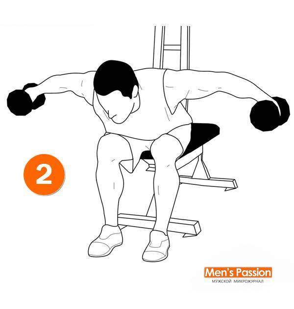 Разведение гантелей в стороны сидя в наклоне