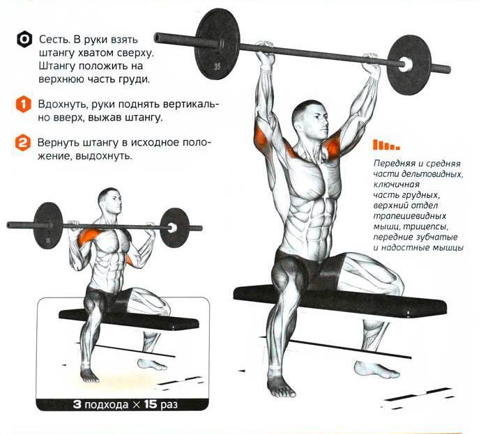 Фронтальные приседания со штангой: техника выполнения, работающие мышцы, польза