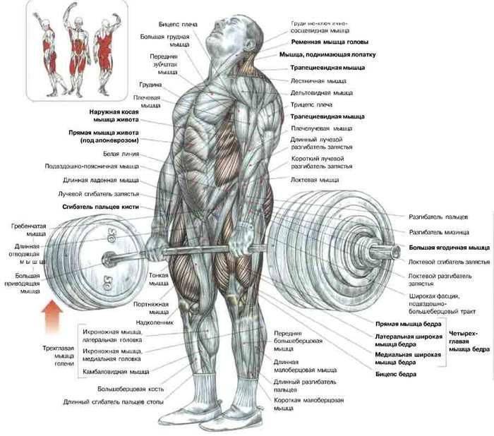 Становая тяга для девушек: техника выполнения, видео