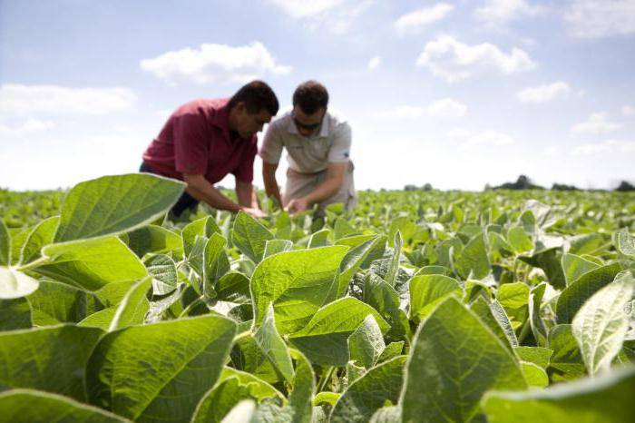 Соя. польза и вред продукта — полезный.про