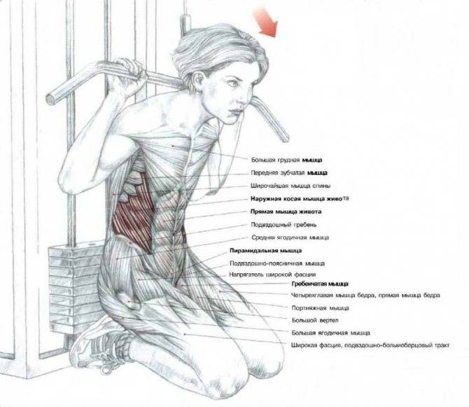 Тяга прямыми руками блоке стоя. как делать тягу верхнего блока прямыми руками и что она дает? проработка плечевых мышц в кроссовере