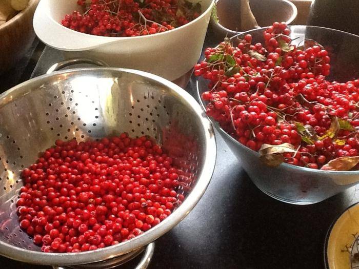 Вкусный и быстрый рецепт настойки из черноплодной рябины