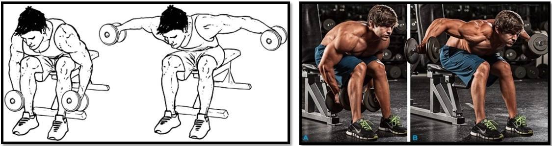 Физическое упражнение "разведение гантелей в наклоне через стороны": техника его выполнения сидя и стоя