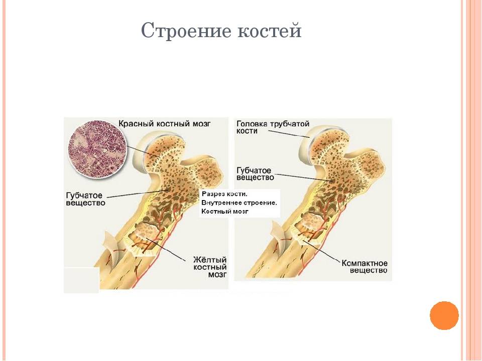 Функции костного мозга в трубчатой кости. Строение костного мозга. Строение кости желтый костный мозг. Строение костей с костным мозгом. Красный костный мозг внутреннее строение.