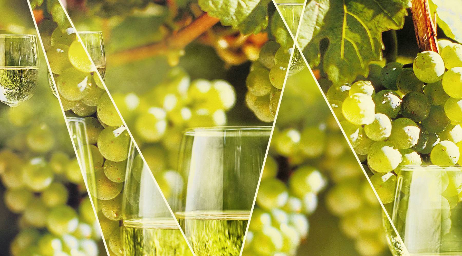 Виноград рислинг рейнский — описание сорта и характеристика