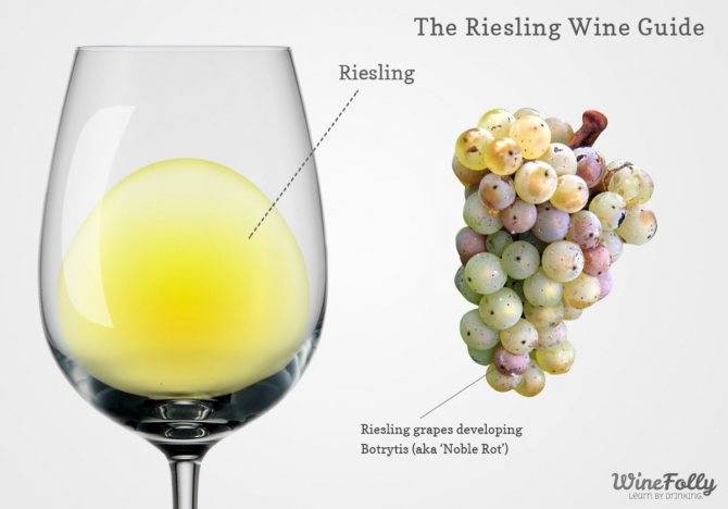 Рислинг (riesling) – вино с нордическим характером