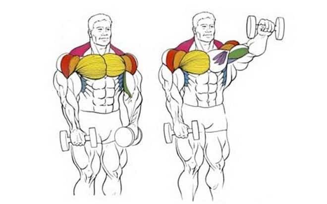 Подъем гантелей через стороны над головой: техника, фото и видео