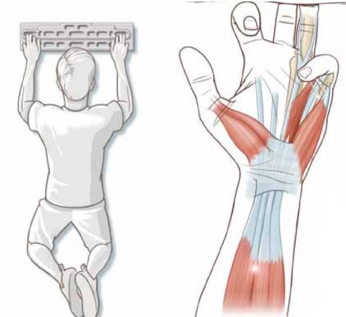 Эффективные упражнения для развития мышц кистей. как накачать пальцы рук и запястье | rulebody.ru — правила тела