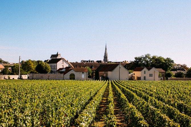 Шампанское моет шандон: история, процесс производства, виды + как отличить подделку