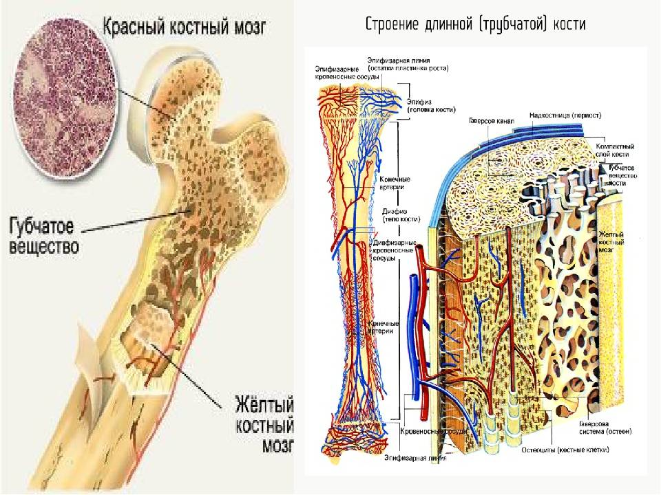 Функции костного мозга в трубчатой кости. Строение кости костный мозг. Красный костный мозг в трубчатой кости. Строение кости красный и желтый костный мозг. Жёлтый костный мозг в трубчатой кости.
